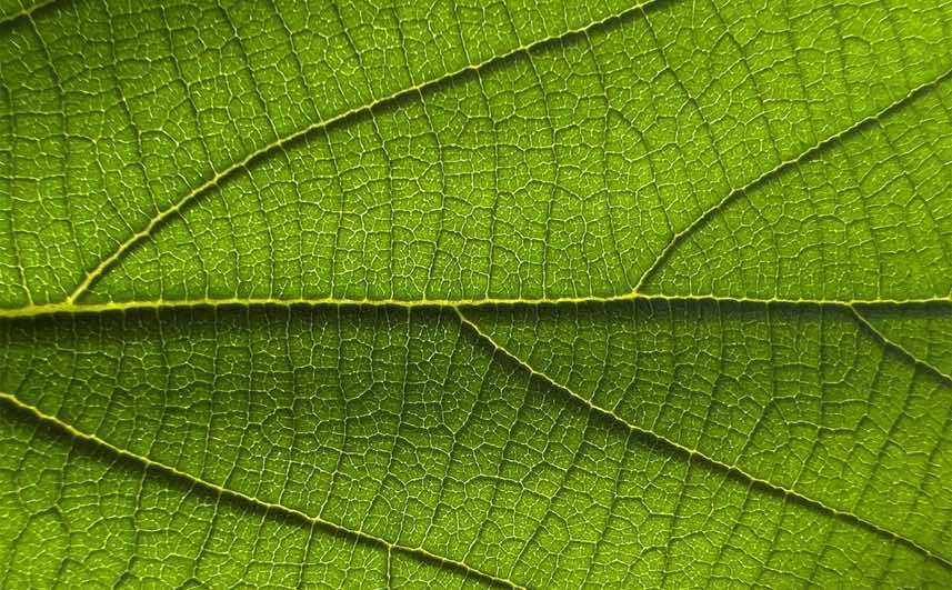 Chọn chụp ảnh Macro